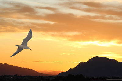 Seagull flying in sky during sunset