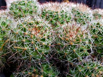 Close-up of cactus plant