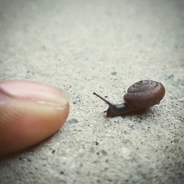 animal themes, animals in the wild, one animal, wildlife, snail, insect, close-up, animal shell, animal antenna, shell, selective focus, nature, focus on foreground, high angle view, mollusk, day, mollusc, crawling, slow, outdoors