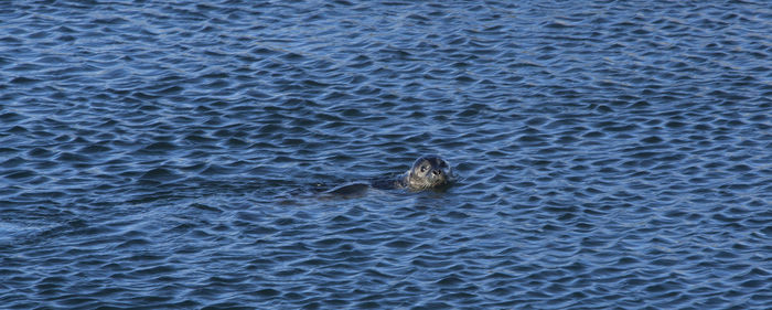 High angle view of turtle in water