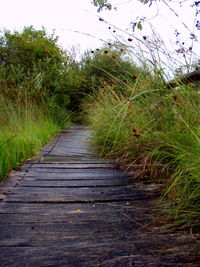 Footpath amidst trees