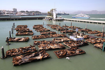 Pier 39 san francisco with sea lions