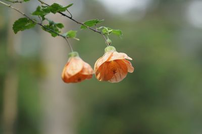 Close-up of flower growing on tree