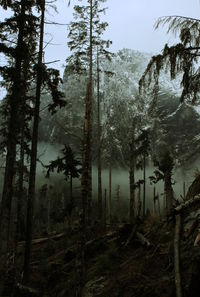 Trees in forest against mountains during winter