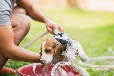 Midsection of man bathing dog on field