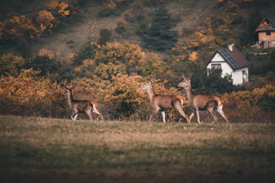 Horses in a field