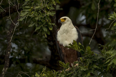 Bird perching on a plant