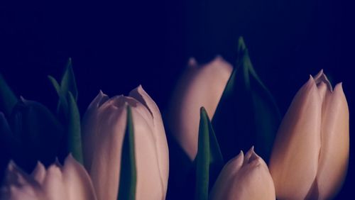 Close-up of flowers against black background