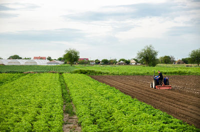 A farmer cultivates the soil on the site of an already harvested potato. milling soil, crushing