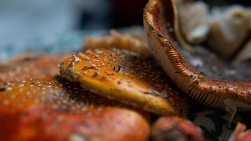 Close-up of crab for sale at market