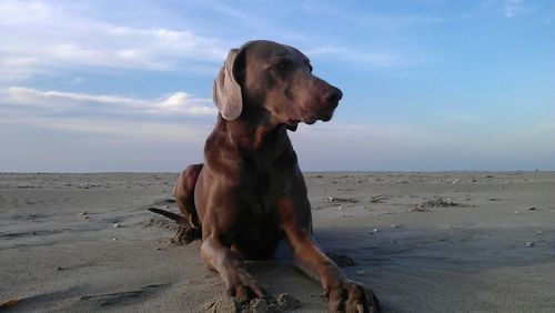 Dog on beach against cloudy sky