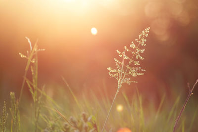 Close-up of plants growing on field against sky during sunset