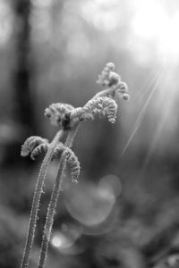 Close-up of plant against blurred background