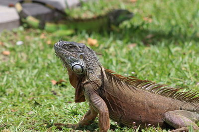 Close-up of a lizard on field