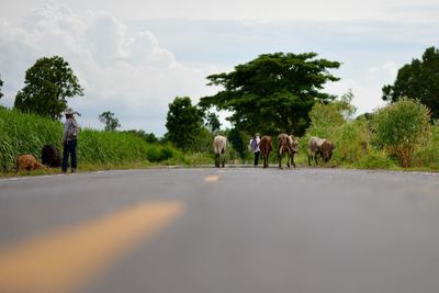 Cows walking on road by trees against sky