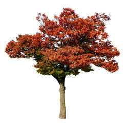 Low angle view of tree against sky during autumn