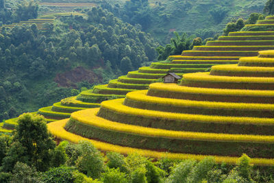 High angle view of agricultural field