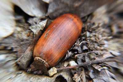 Close-up of insect