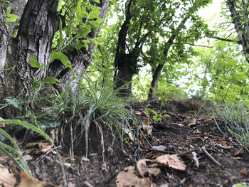 Trees growing in forest