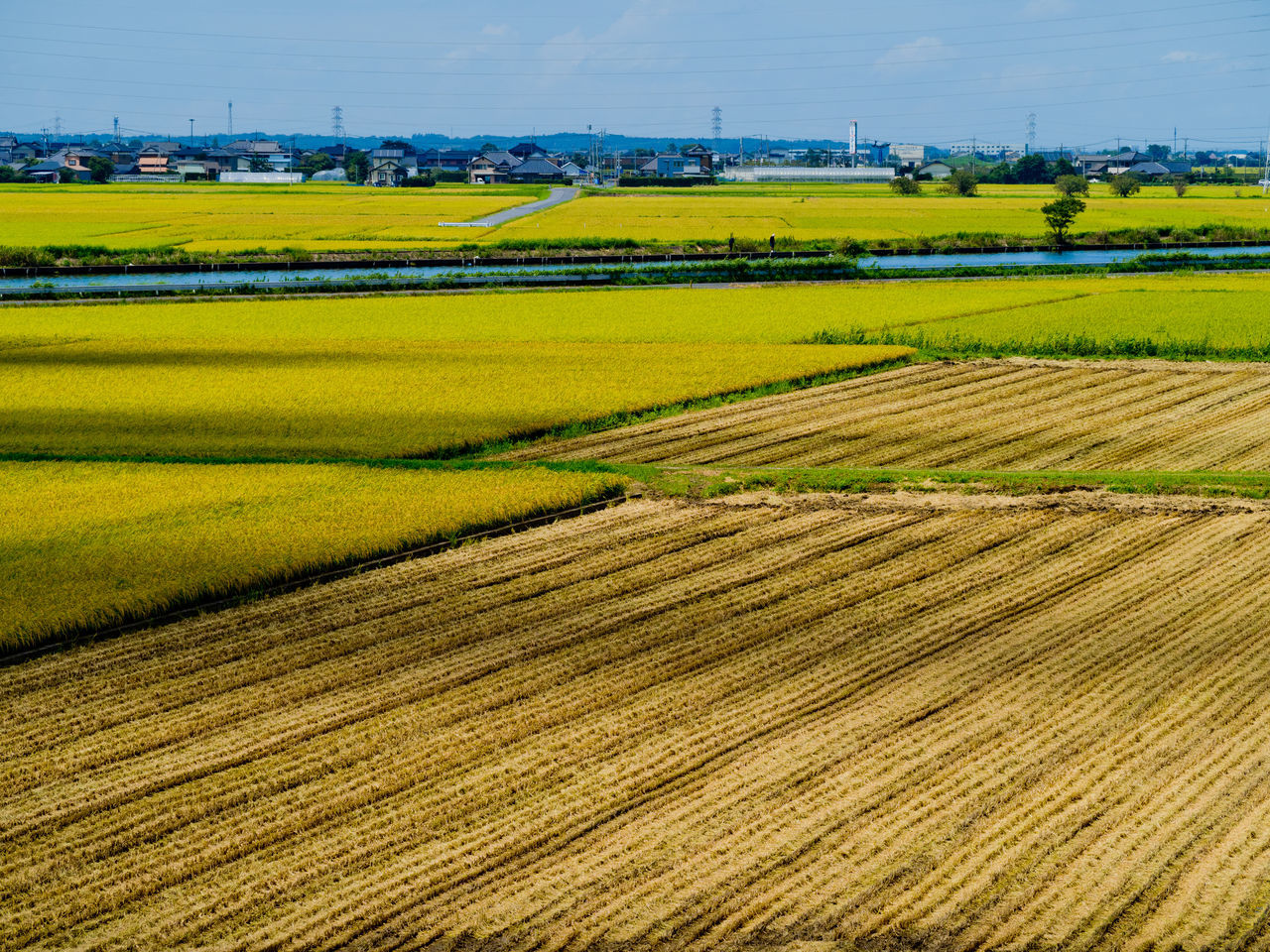 landscape, agriculture, field, rural scene, environment, land, farm, plain, crop, scenics - nature, plant, beauty in nature, nature, paddy field, grassland, growth, rapeseed, food, tranquility, sky, tranquil scene, no people, day, prairie, cereal plant, outdoors, rural area, green, idyllic, yellow, horizon, cultivated land, sunlight, produce, harvesting