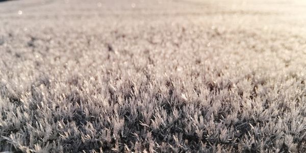 Full frame shot of stalks in field