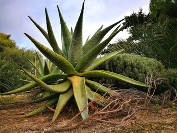 Close-up of cactus plant against sky