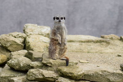 Portrait of meerkat on rock