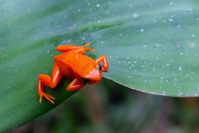 Close-up of wet orange flower