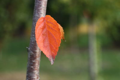 Close-up of orange leaf on tree