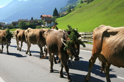 Cows on the road