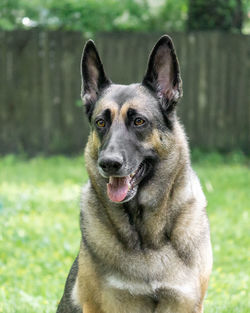 pet