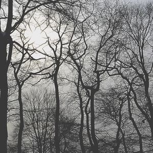 Low angle view of bare trees against sky