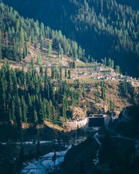 Scenic view of river amidst trees in forest