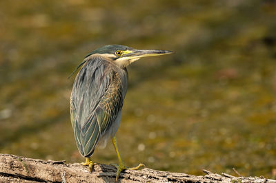 Close-up of a bird