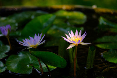 Close-up of lotus water lily in pond