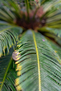 Close-up of palm tree leaves