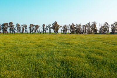 Scenic view of field against clear sky