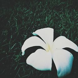 Close-up of white flowers blooming in field