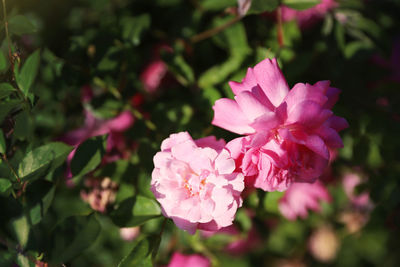 Close-up of pink flowering plant