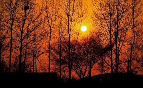 Silhouette of trees at sunset