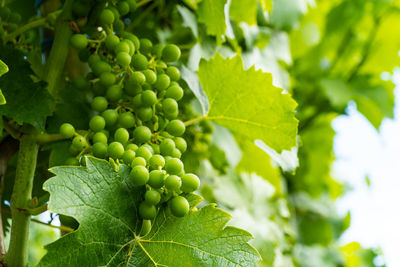 Close-up of grapes growing on tree