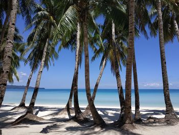 Palm trees on beach