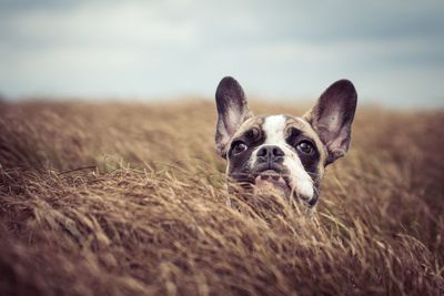 Dog on field against sky