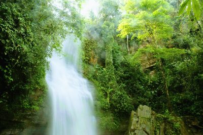 Scenic view of waterfall in forest