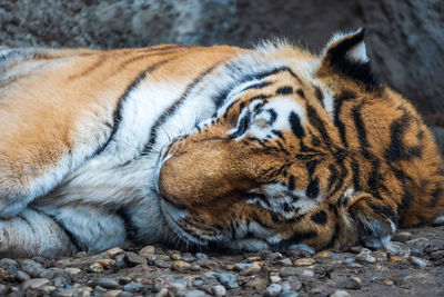 Close-up of lion resting at zoo