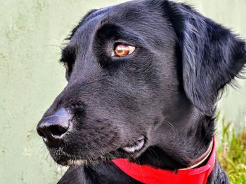 Black labrador