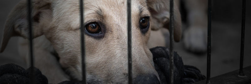 Dog in animal shelter waiting for adoption. dog behind the fences. dog in animal shelter cage.