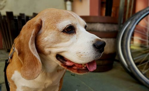 Close-up of dog looking away