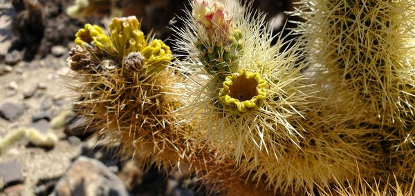 Close-up of plant