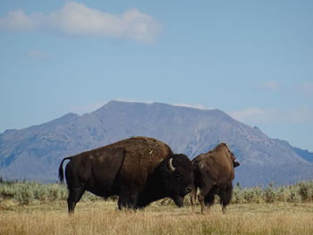 American bison on field against sky